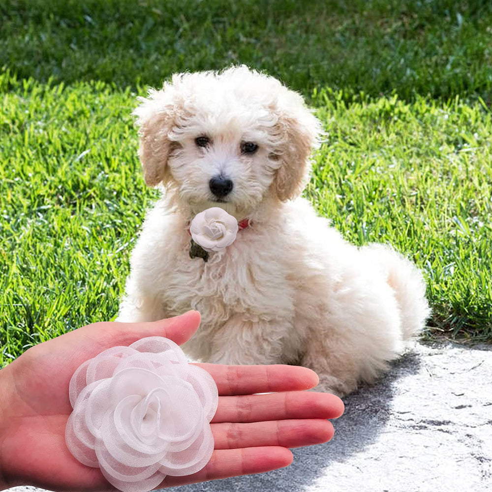 PET SHOW uso en bodas y fiestas para mascotas.