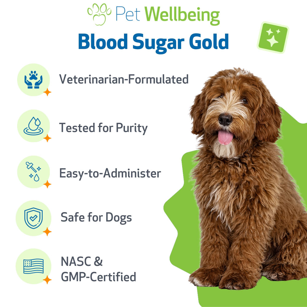 Perro senior usando Pet Wellbeing Blood Sugar Gold como parte de la rutina diaria.