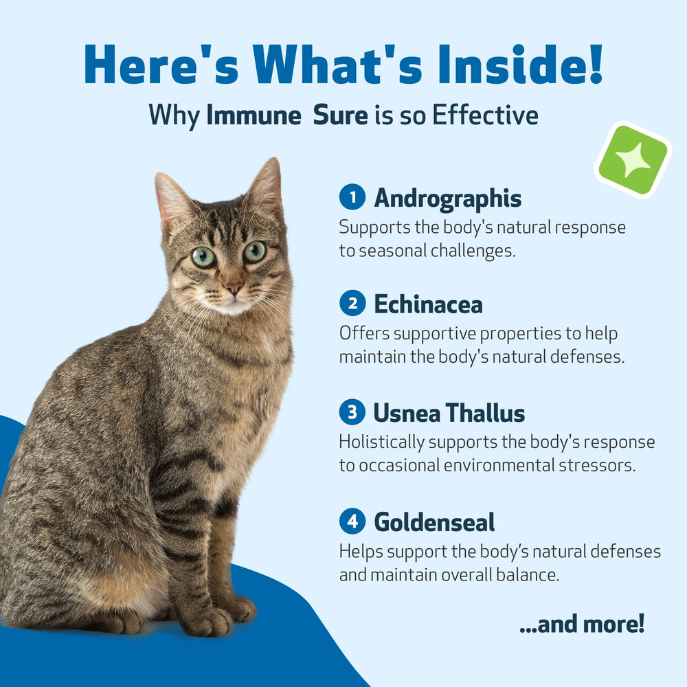 Uso diario de Immune Sure para gatos, apoyo continuo