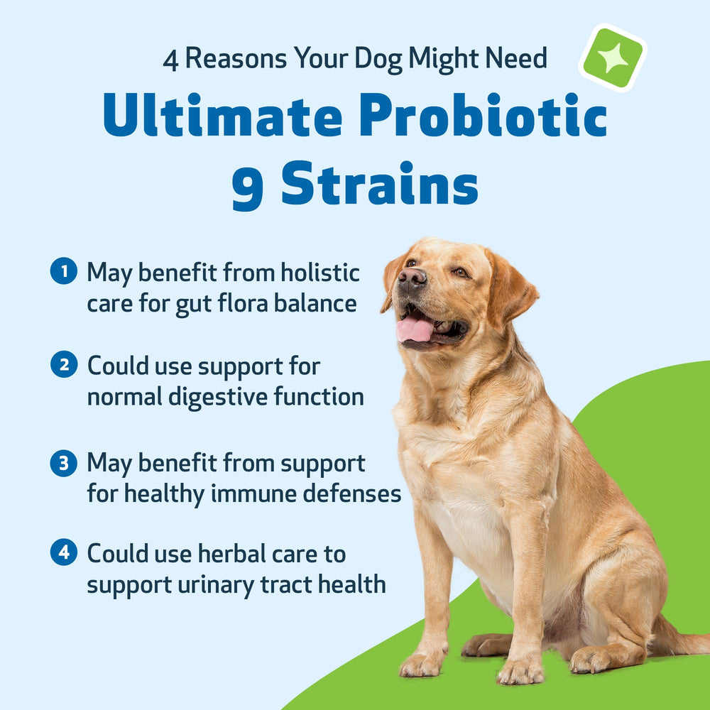 Pet Wellbeing probiótico 9 cepas, etiqueta del producto con beneficios digestivos.
