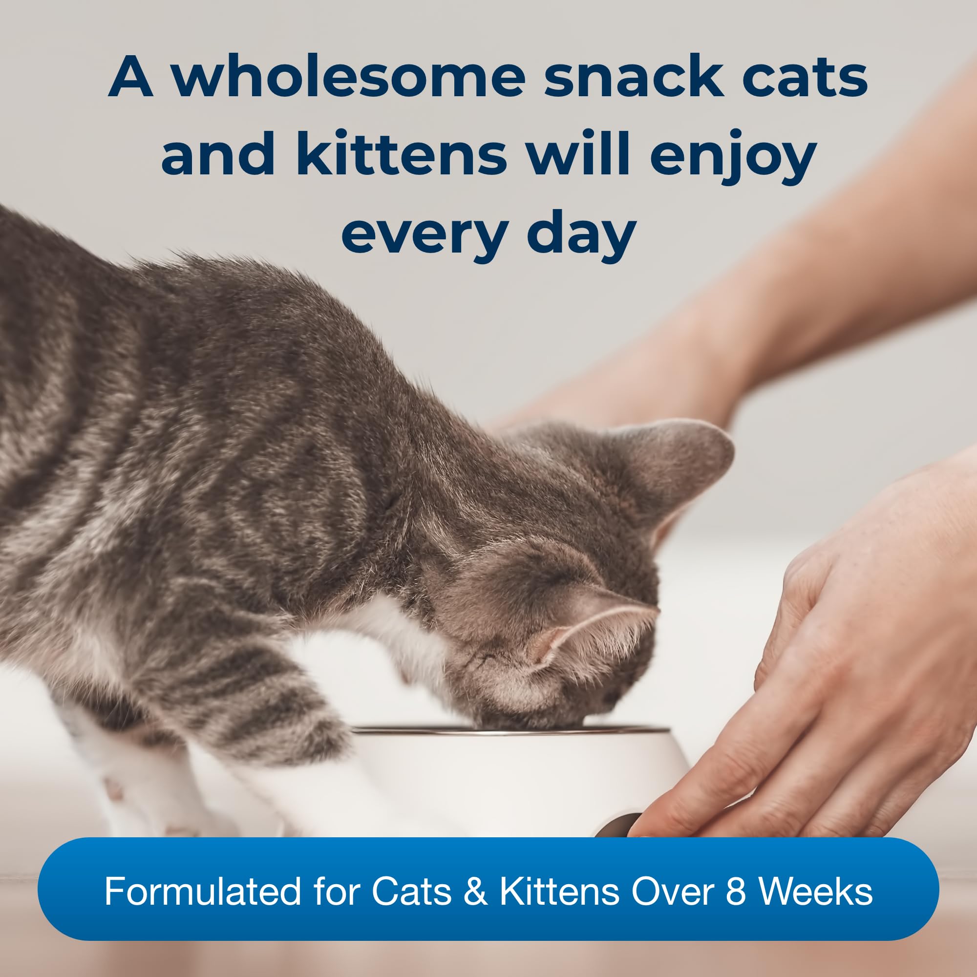 PetAg KMR con fibra especial promueve una digestión suave en gatitos.