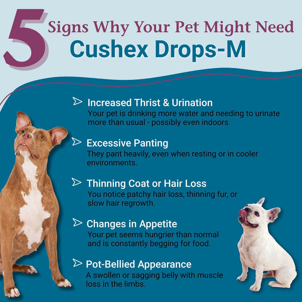 PetAlive Cushex Drops-M: gotero para administración fácil en perros y gatos.
