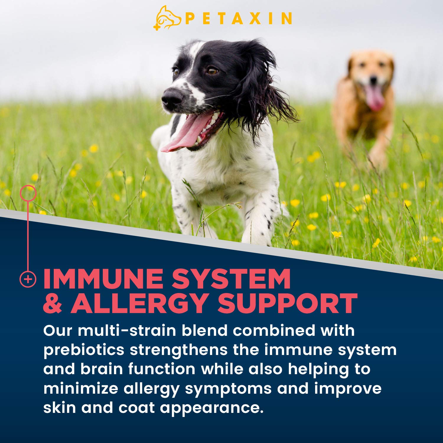 Petaxin Probiotics para perros, etiqueta frontal del envase
