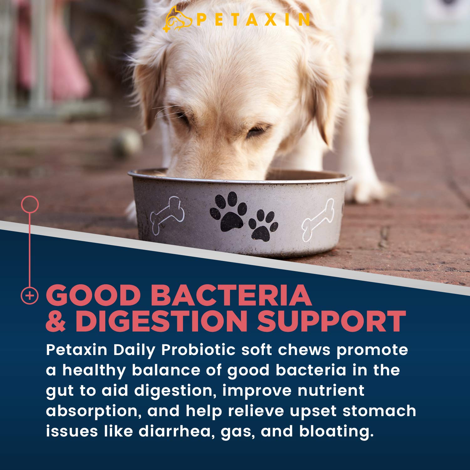 Petaxin Probiotics para perros, masticables en mano para promover la digestión
