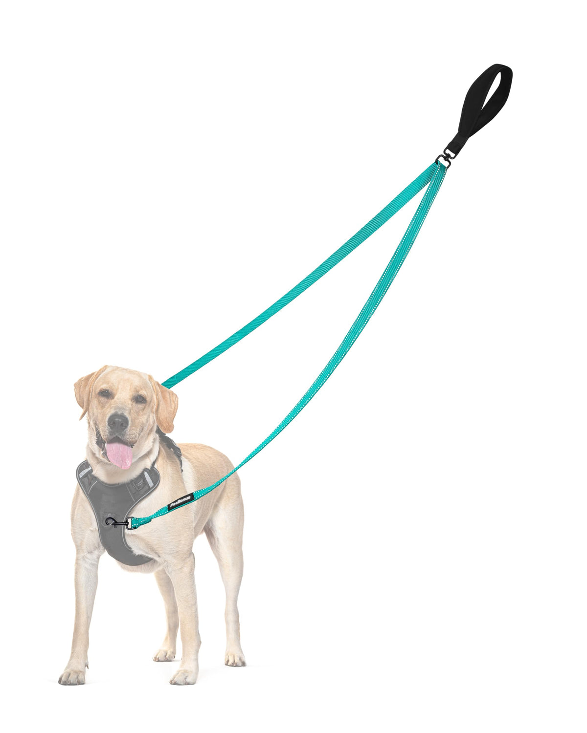 PetBonus dos puntos de control en la correa para perro turquesa, mejor control al caminar.