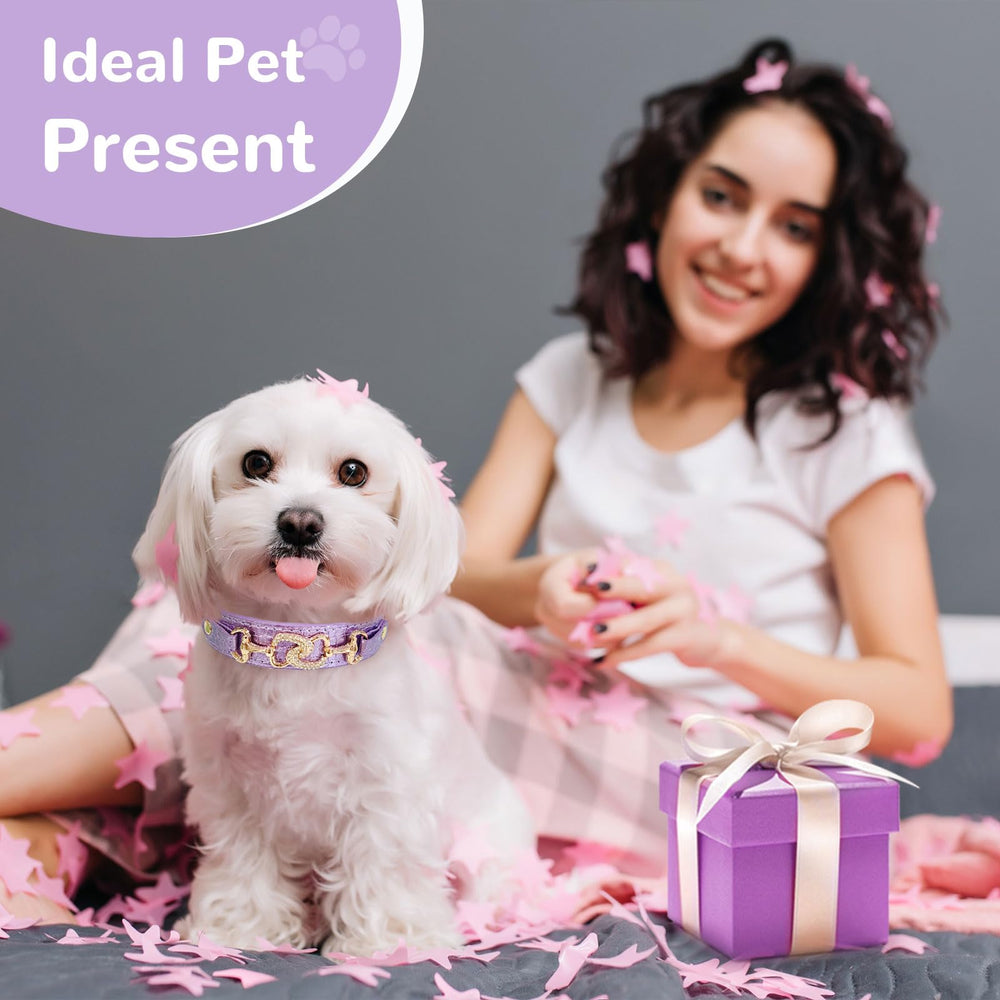 Collar PETCARE ideal para sesiones de fotos y eventos al aire libre.