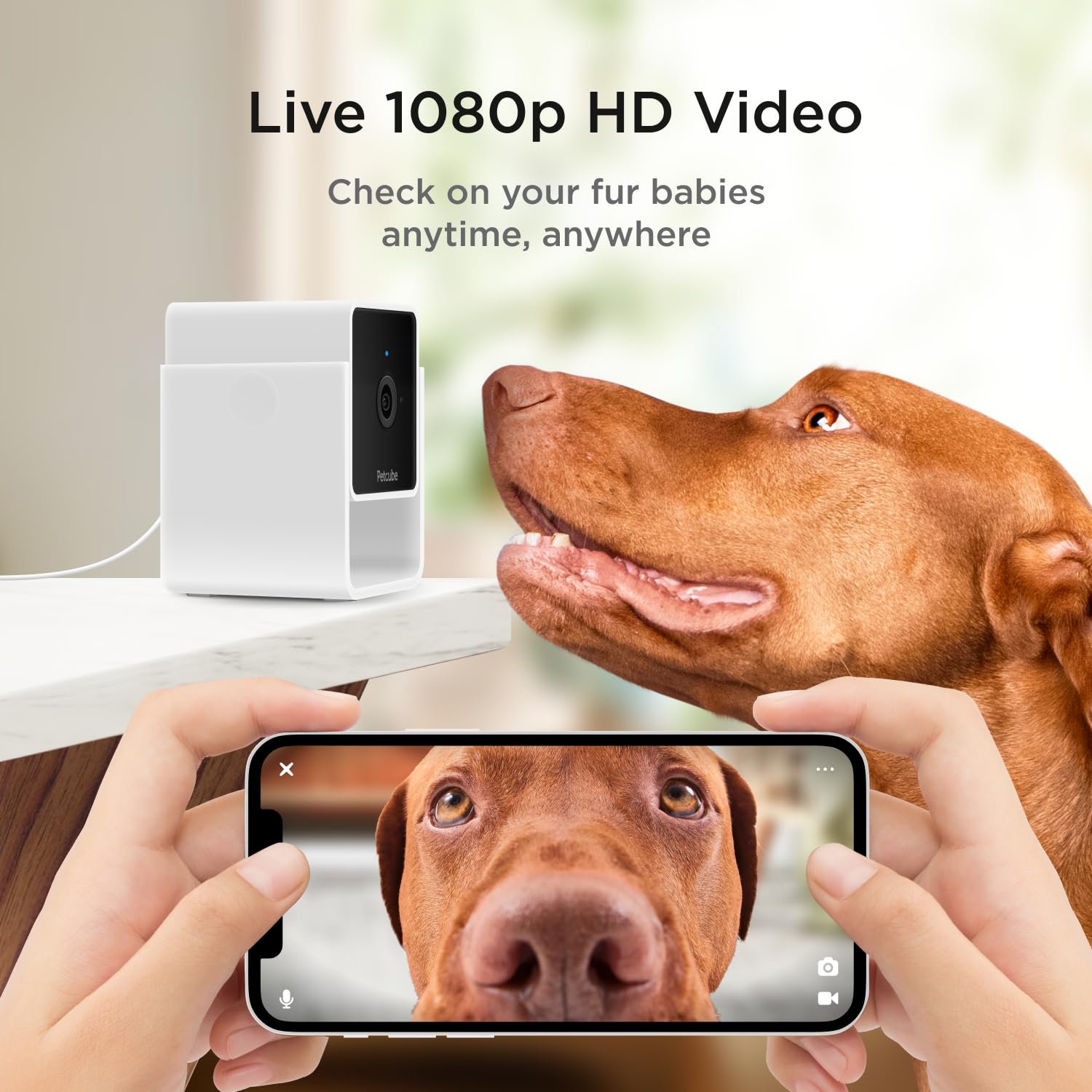 Petcube Cam Pack 2: visión nocturna de hasta 9 metros para tranquilidad nocturna.