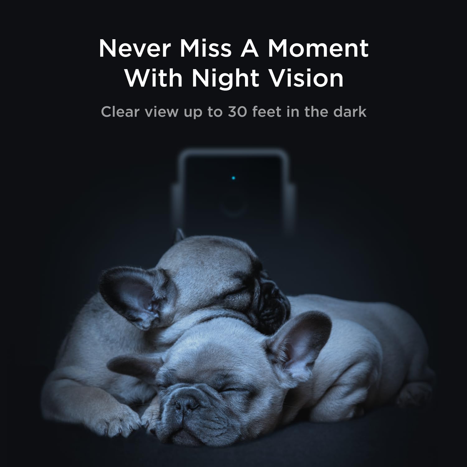 Petcube Pack: historial de video de 90 días para revisitar momentos.