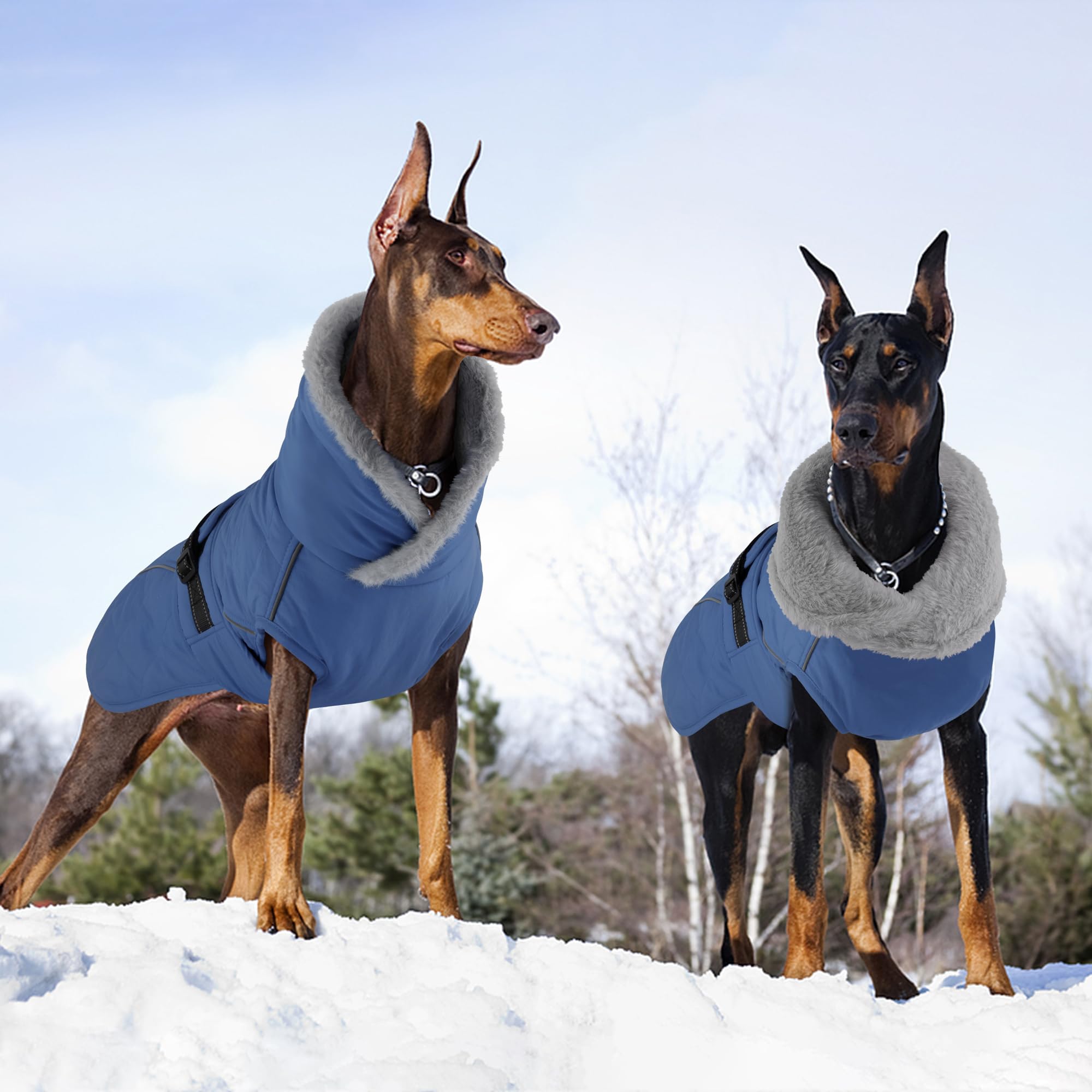Petglad capa con tallas disponibles: ajuste perfecto para razas pequeñas a grandes.