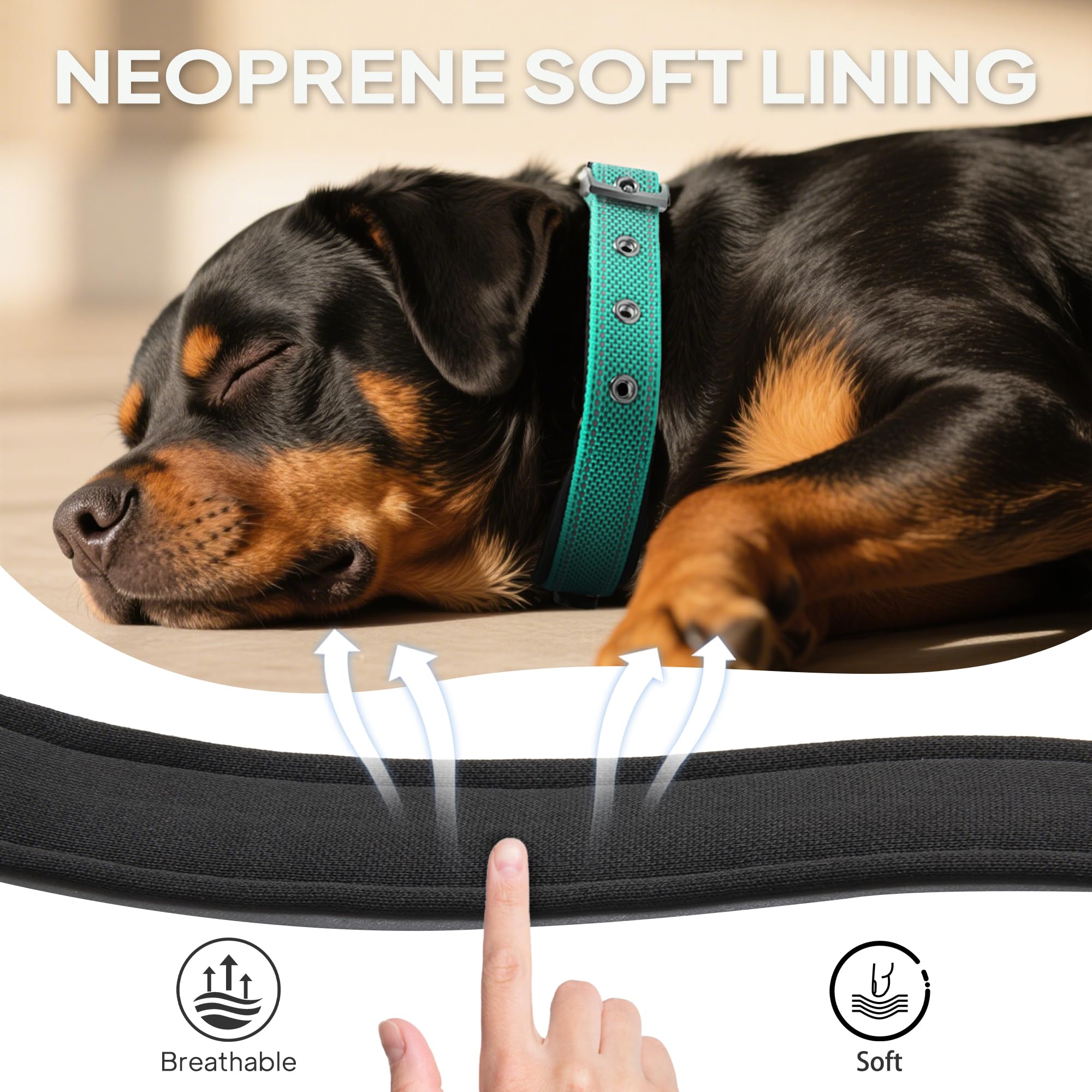 PetiFine hebilla de acero inoxidable, collar duradero.