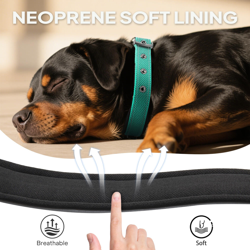 PetiFine hebilla de acero inoxidable, collar duradero.