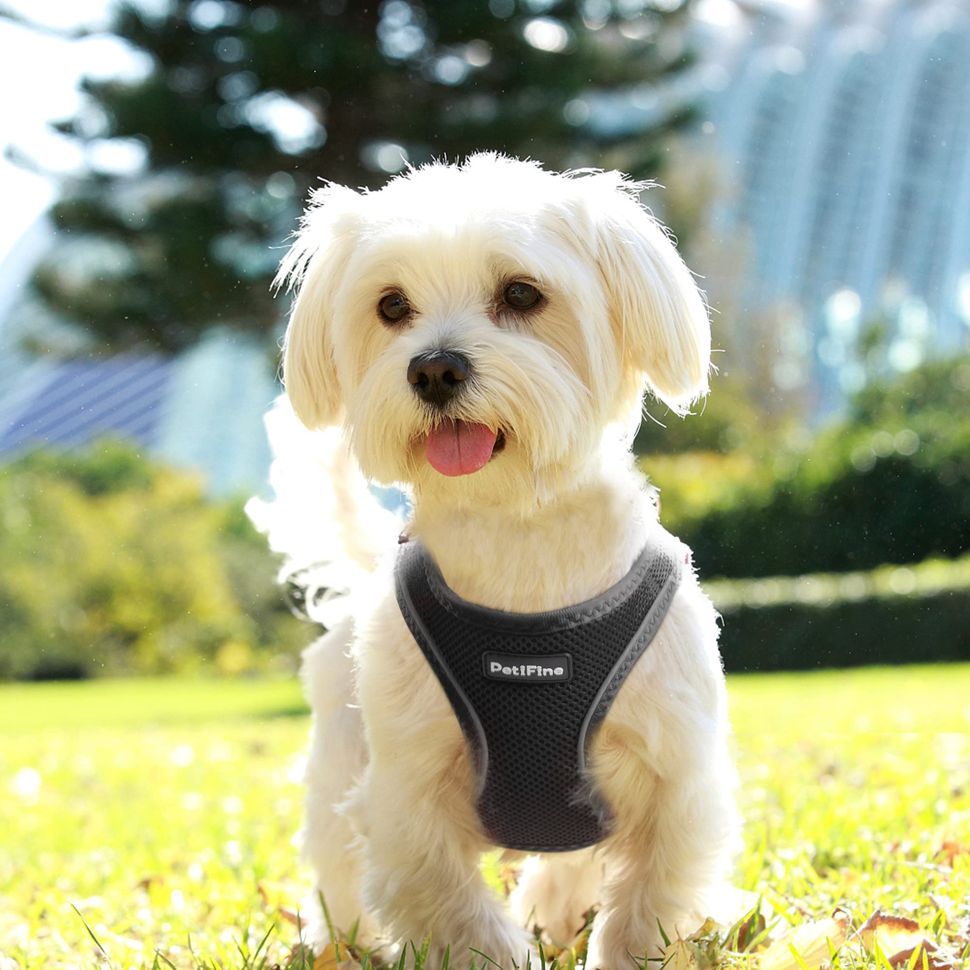 PetiFine arnés ideal para entrenamiento y ejercicios de perros pequeños
