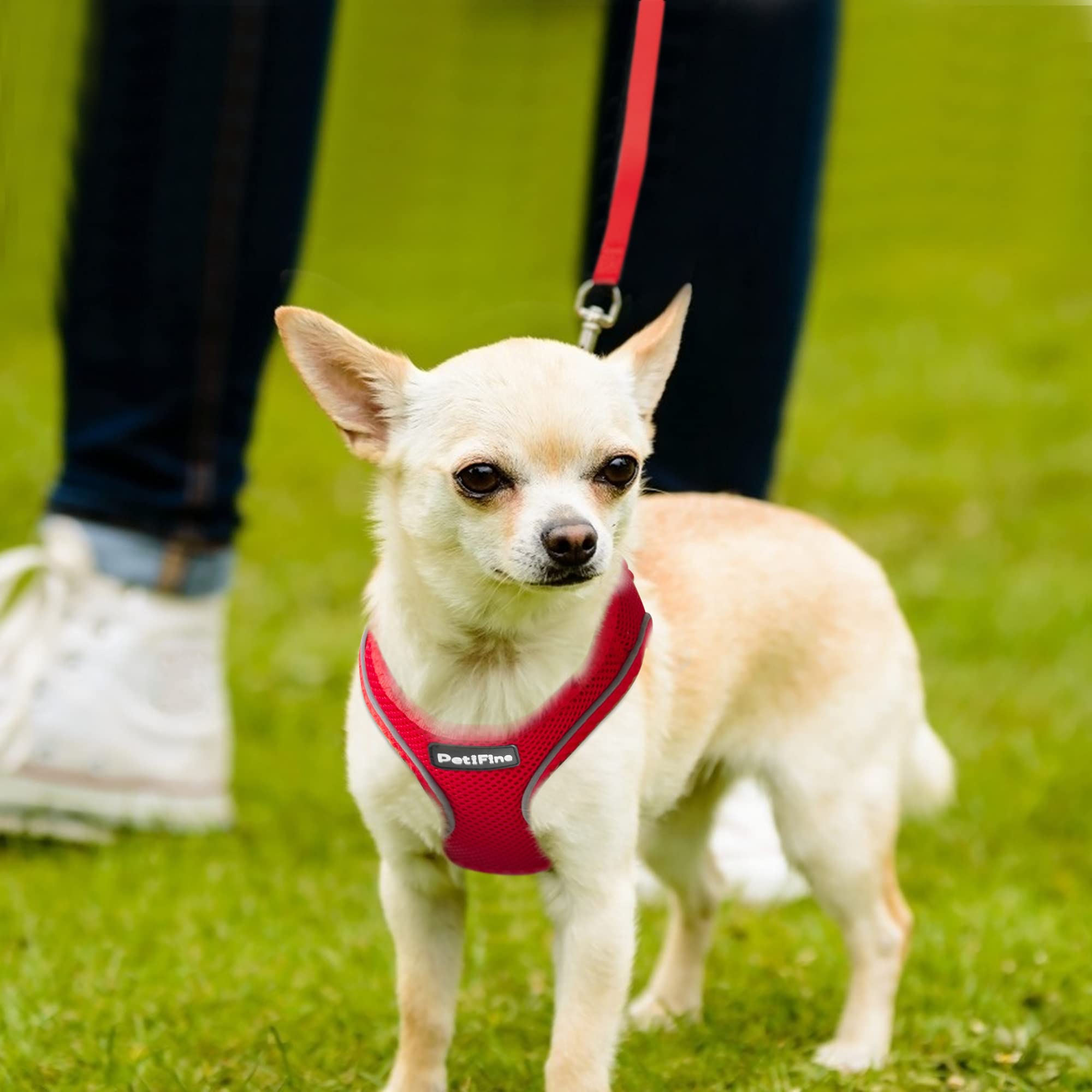 PetiFine malla de aire para paseos diarios de perro pequeño.