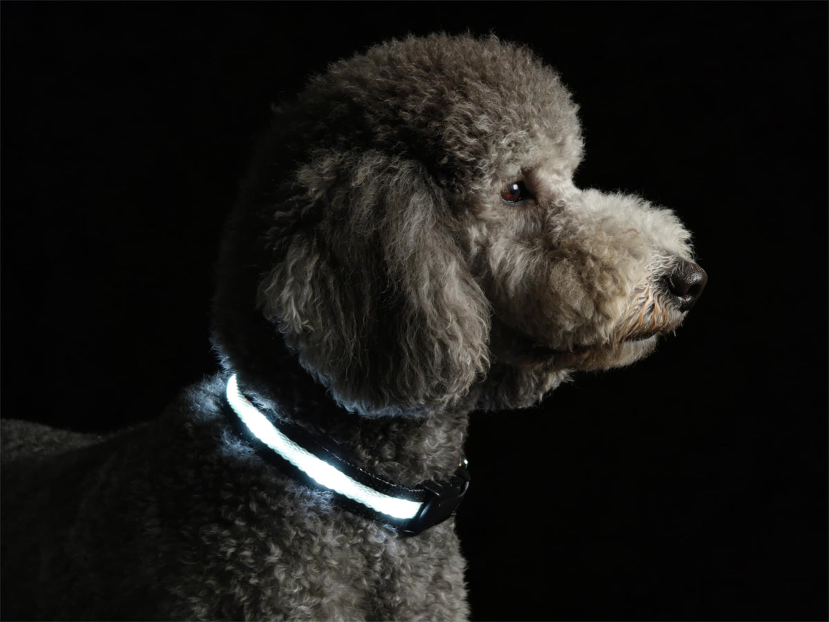 PetIsay collar LED para perro pequeño, vista frontal, iluminación visible para paseos nocturnos.