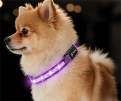 Collar LED PetIsay para perros pequeños, alta visibilidad durante paseos nocturnos.