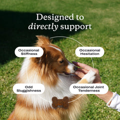 PetLab Co Joint Care Chews: perro usando la gominola para apoyo diario de articulaciones.