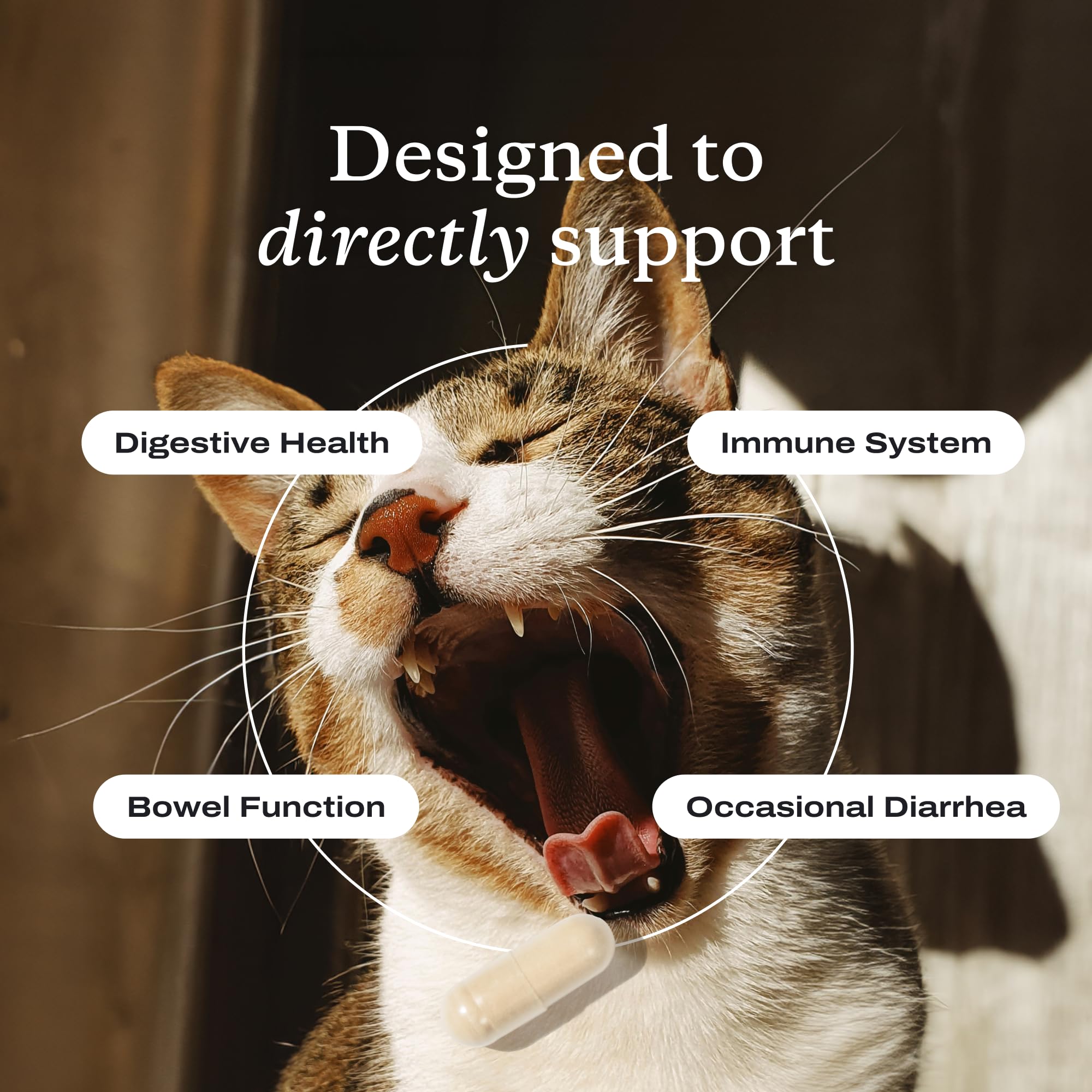 PetLab Co probióticos para gatos, tamaños variados, apto para hogares con varios felinos.
