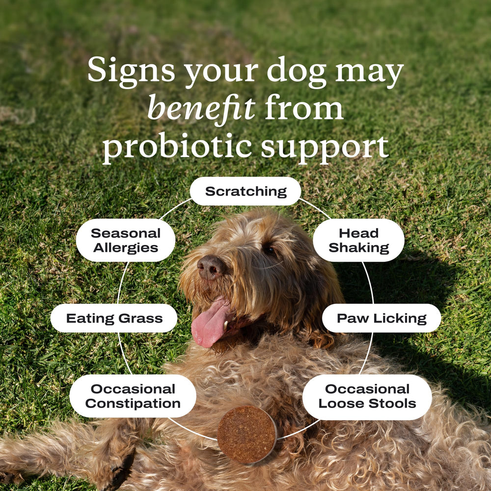 PetLab Co Probiotics, empaque 30 pastillas, dosificación sencilla para perros pequeños