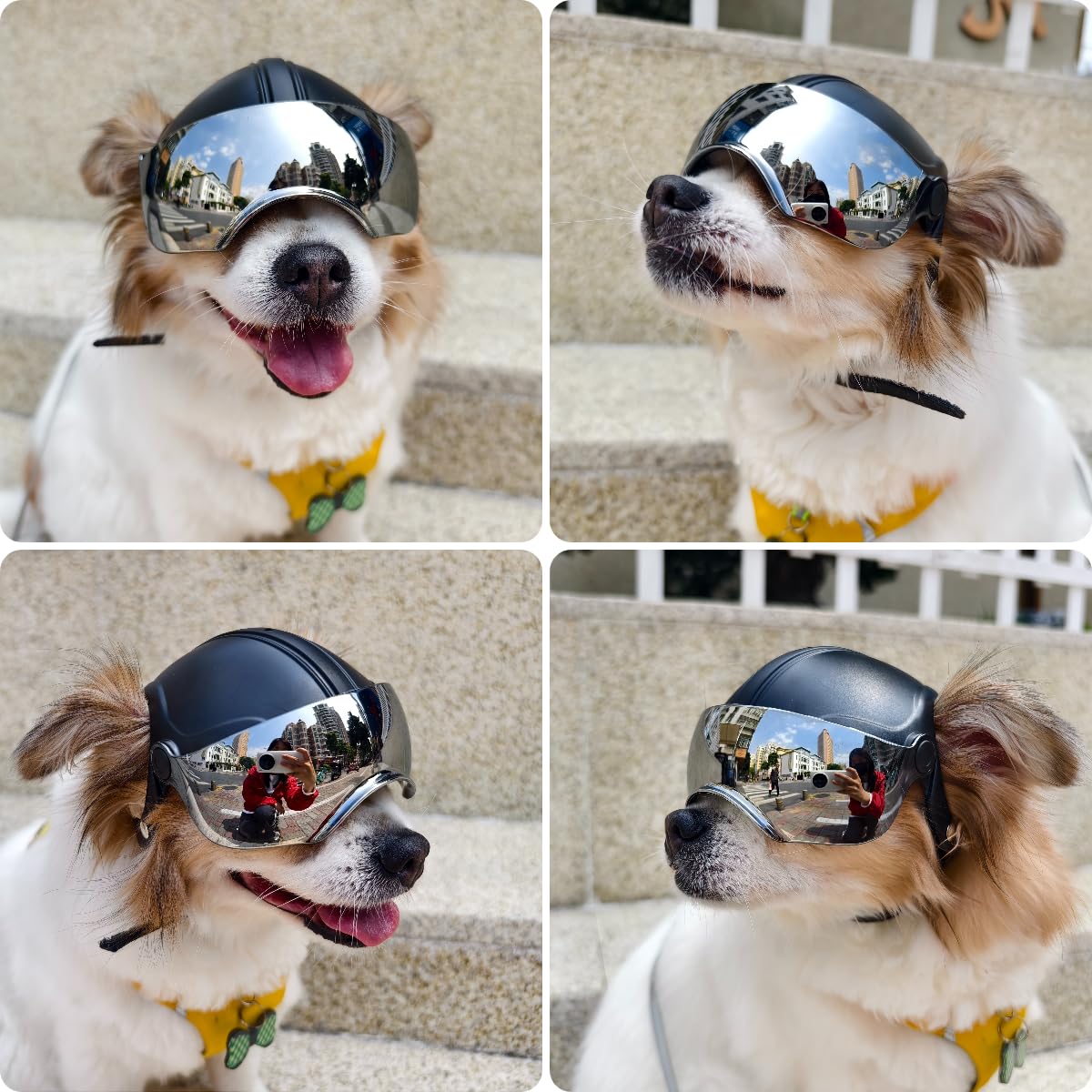 Casco PETLESO para perros pequeños, ideal para razas pequeñas.