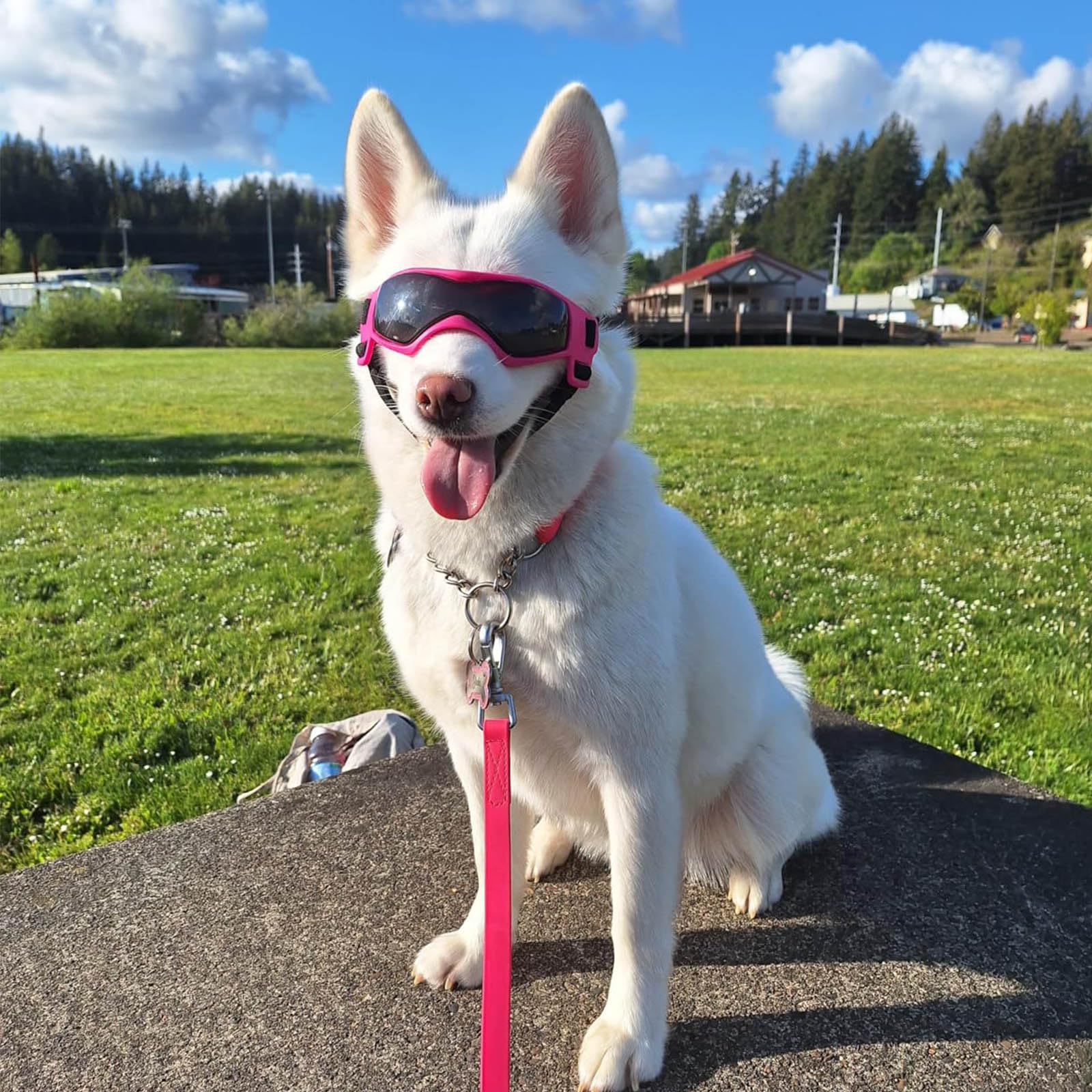 PETLESO gafas para perro mediano, ideales para exteriores y paseos activos.