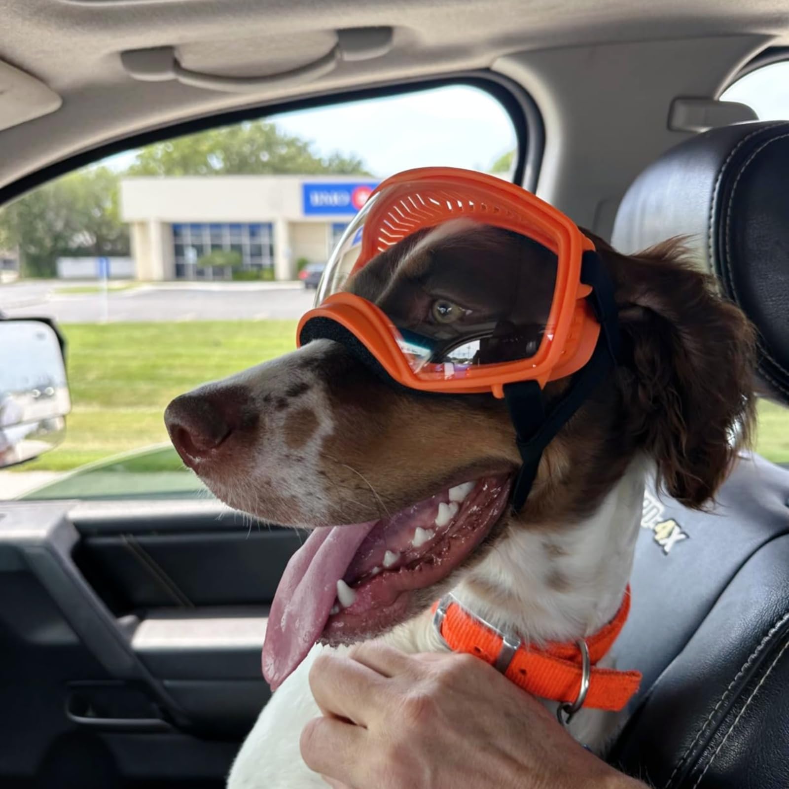Gafas PETLESO para perros grandes: ideales para conducir y pasear al aire libre