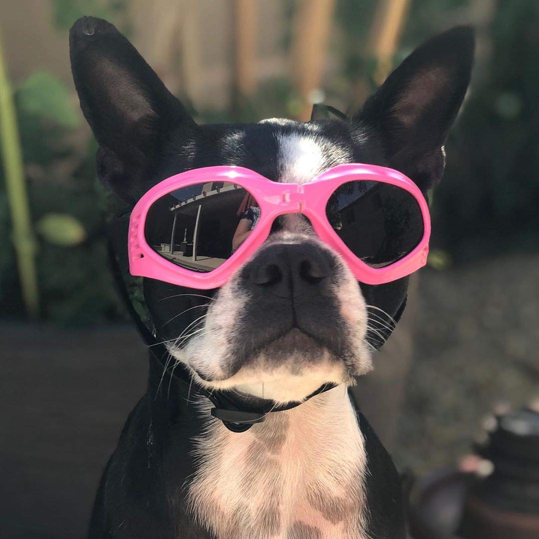 Tallas pequeñas y medianas PETLESO aptas para perros pequeños y medianos