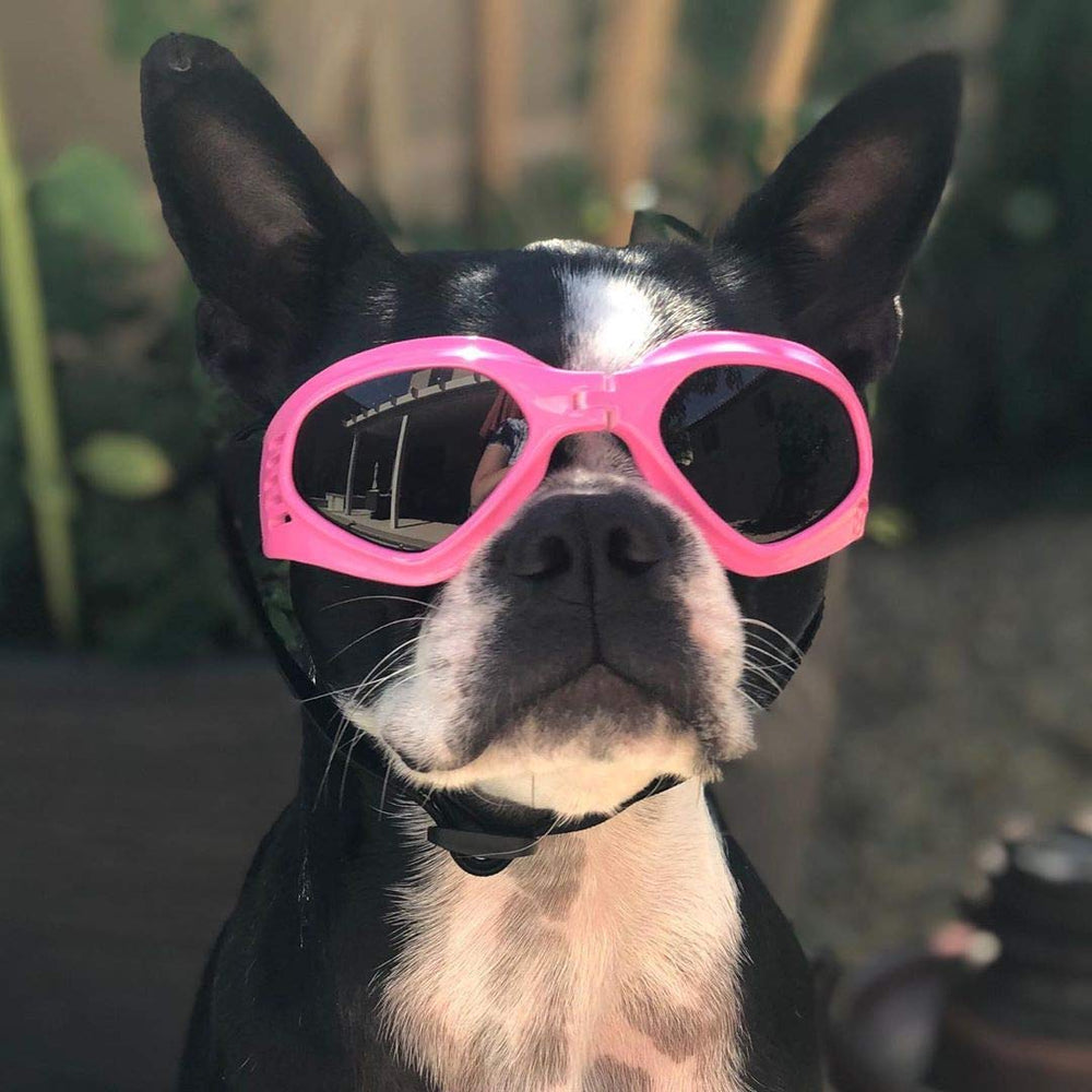 Tallas pequeñas y medianas PETLESO aptas para perros pequeños y medianos