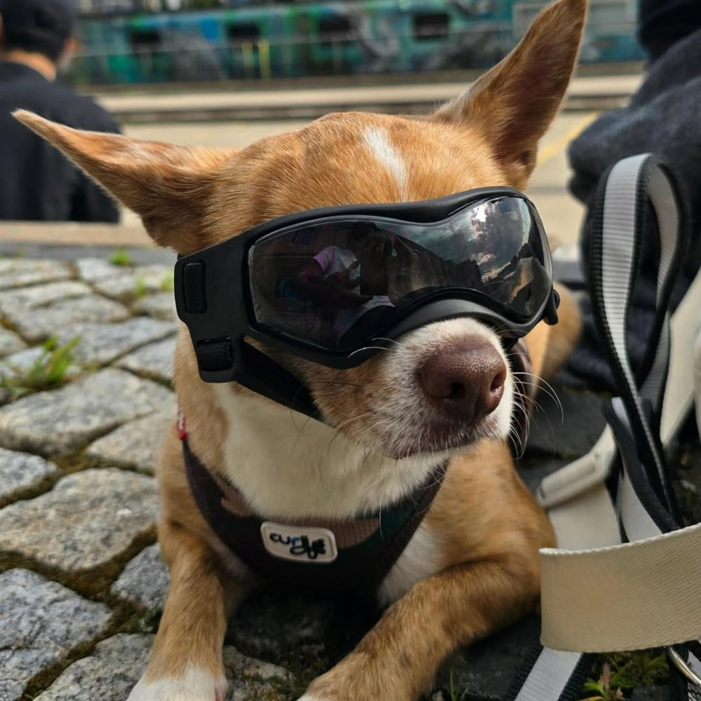 Gafas PETLESO aptas para uso diario al aire libre de mascotas pequeñas
