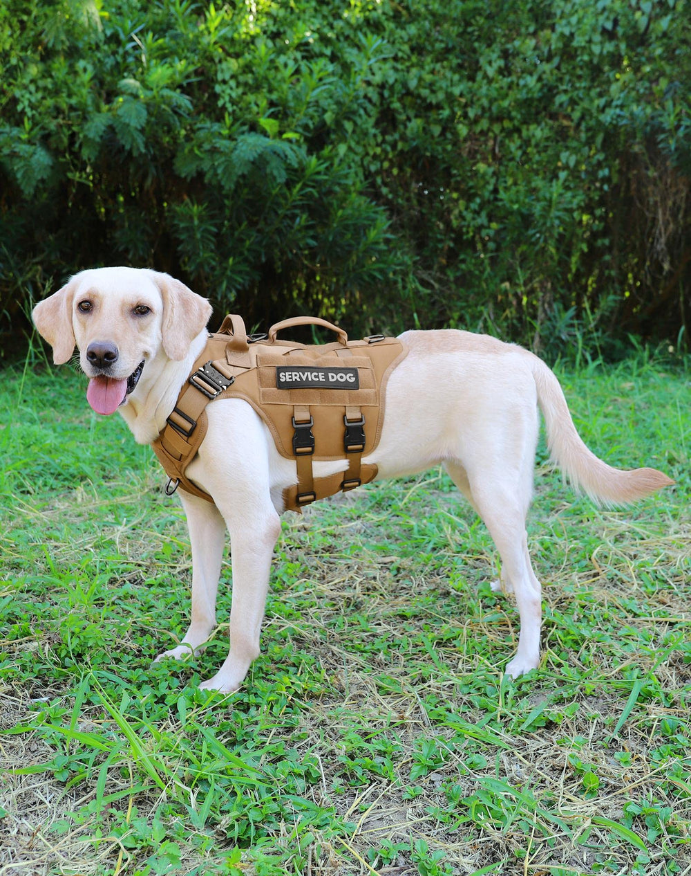 Manijas dobles de PETNANNY para asistencia y control durante paseos
