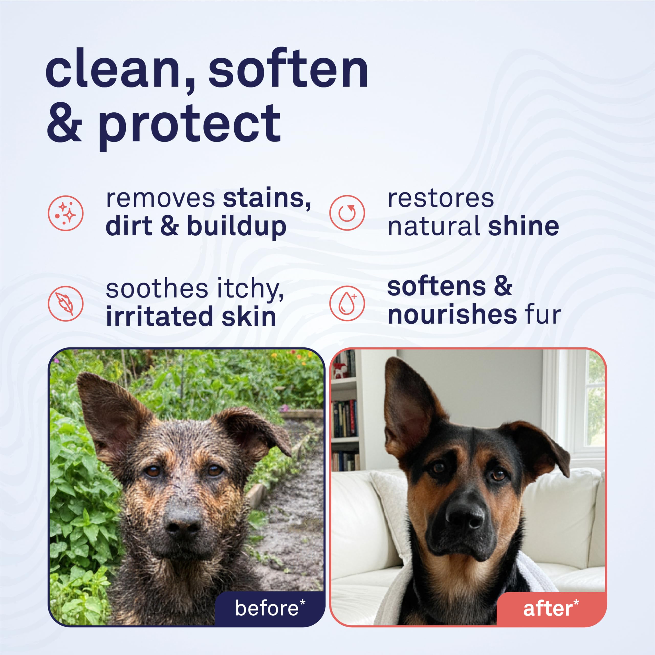 Petpost Argán Shampoo, aplicacion-mano: distribución uniforme durante el lavado