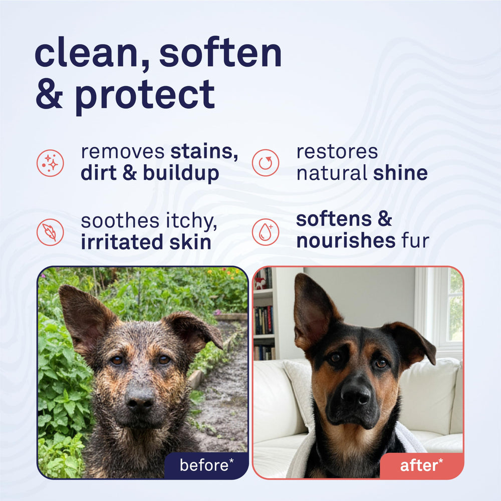 Petpost Argán Shampoo, aplicacion-mano: distribución uniforme durante el lavado