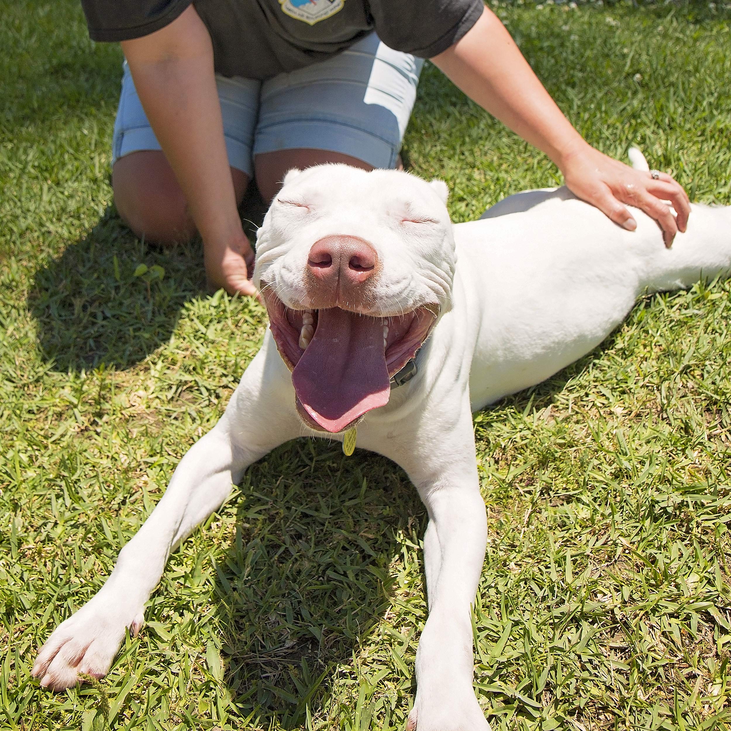 Petpost champú blanqueador para perros, aroma a sandía que deja un perfume fresco tras el lavado.