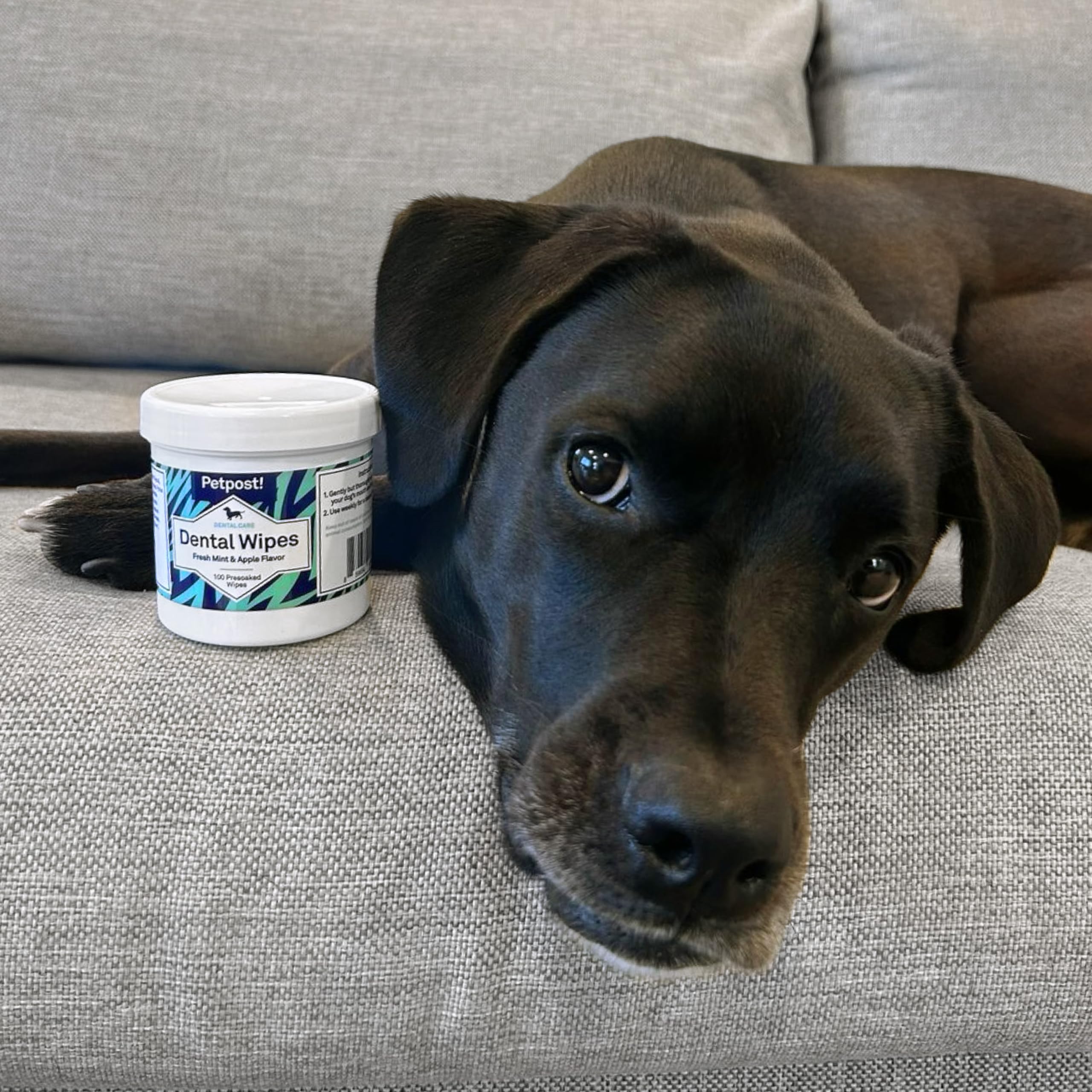 Petpost toallitas dentales en envase reciclable para consumo responsable.
