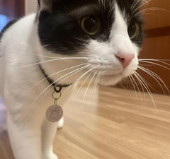 PETQUALITY Show That Love compatibilidad de puerta para microchip, con libertad para tus felinos.