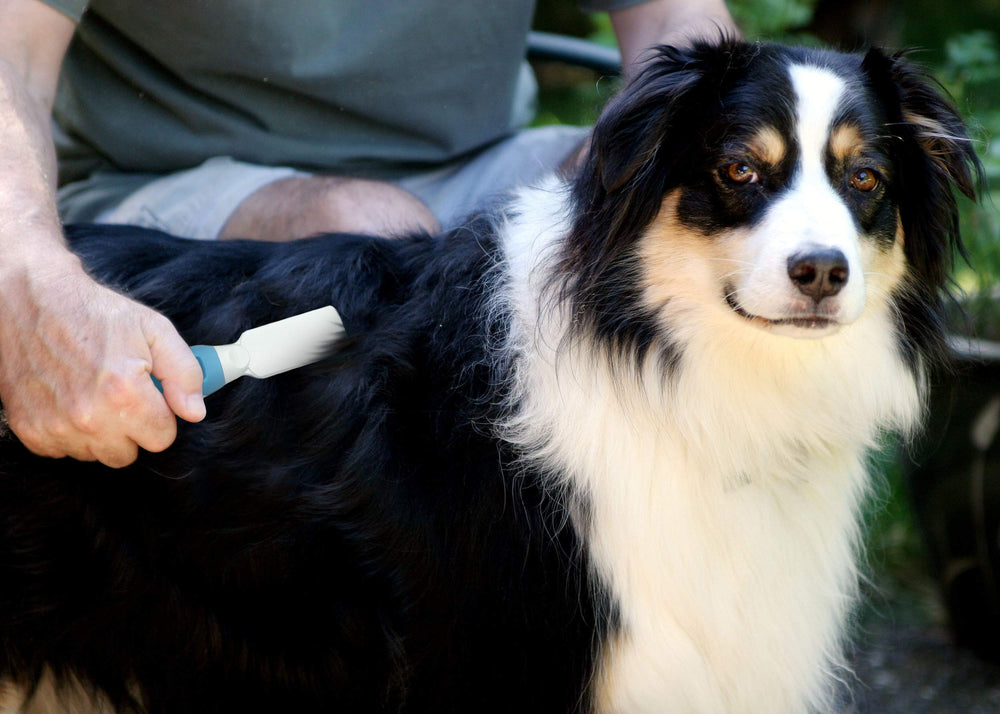 Masaje relajante con Pets First durante el cepillado para pelaje suave.