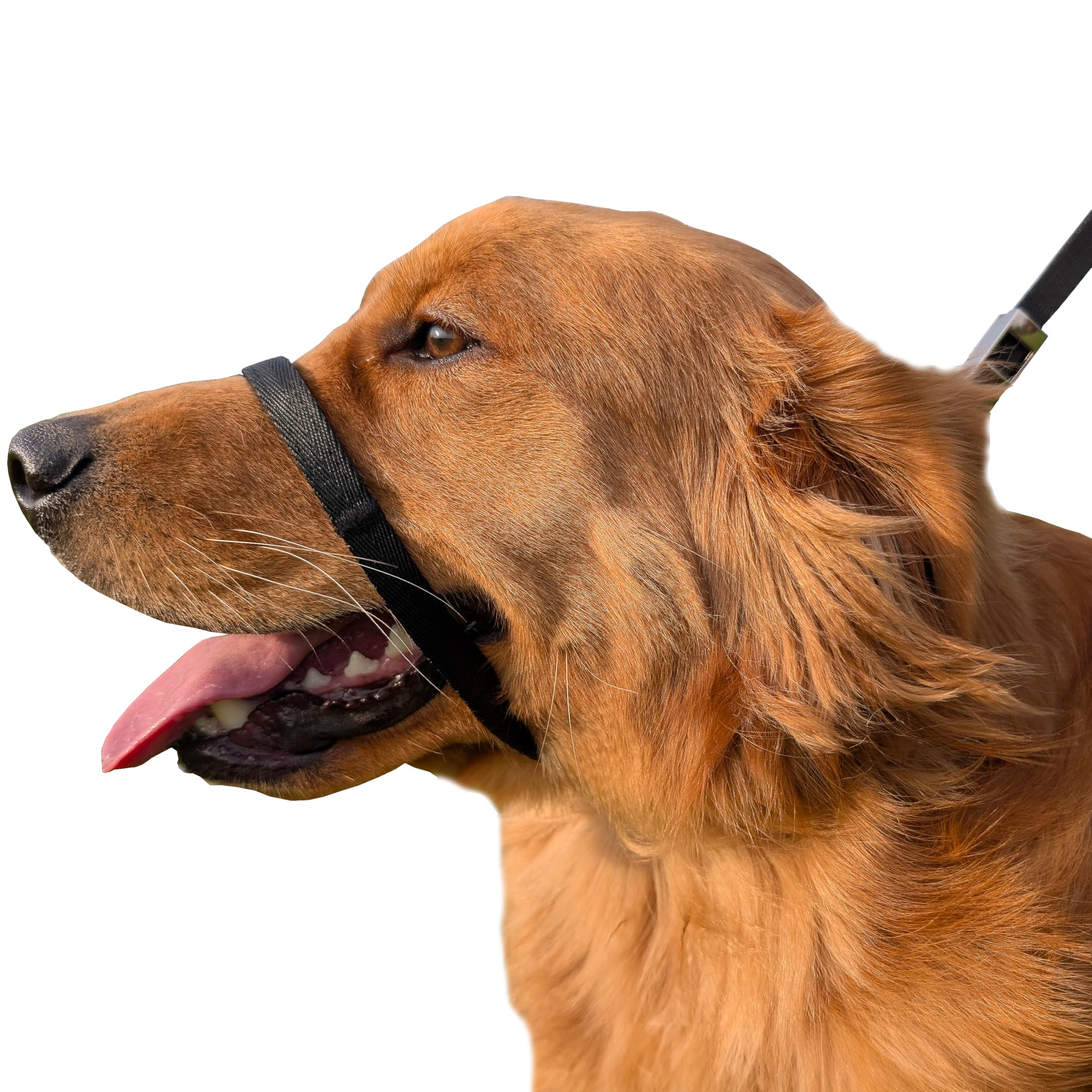 Pets ProMax collar de cabeza no tira enfocado en la posición trasera para paseos sin tirones