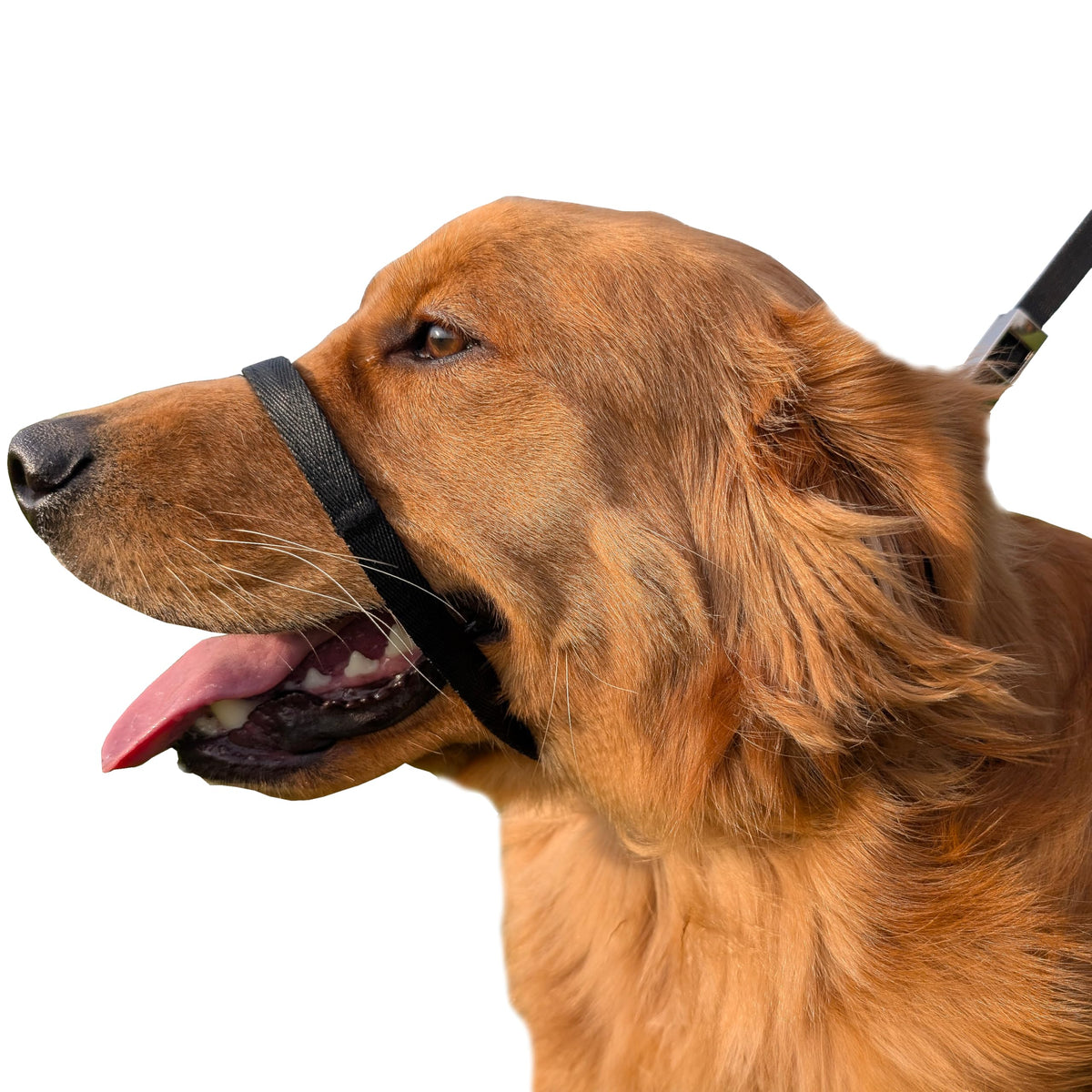 Pets ProMax collar de cabeza no tira enfocado en la posición trasera para paseos sin tirones