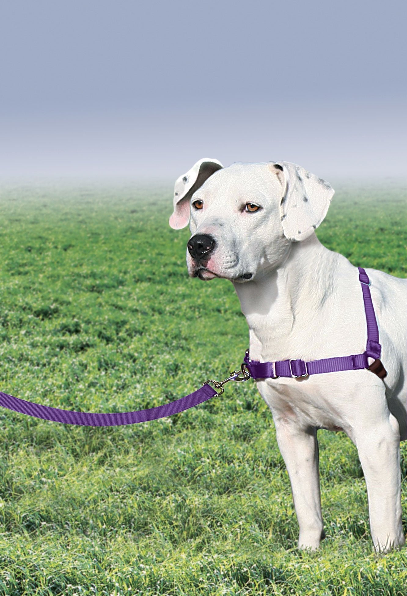 PetSafe arnés con tejido transpirable para mayor comodidad.
