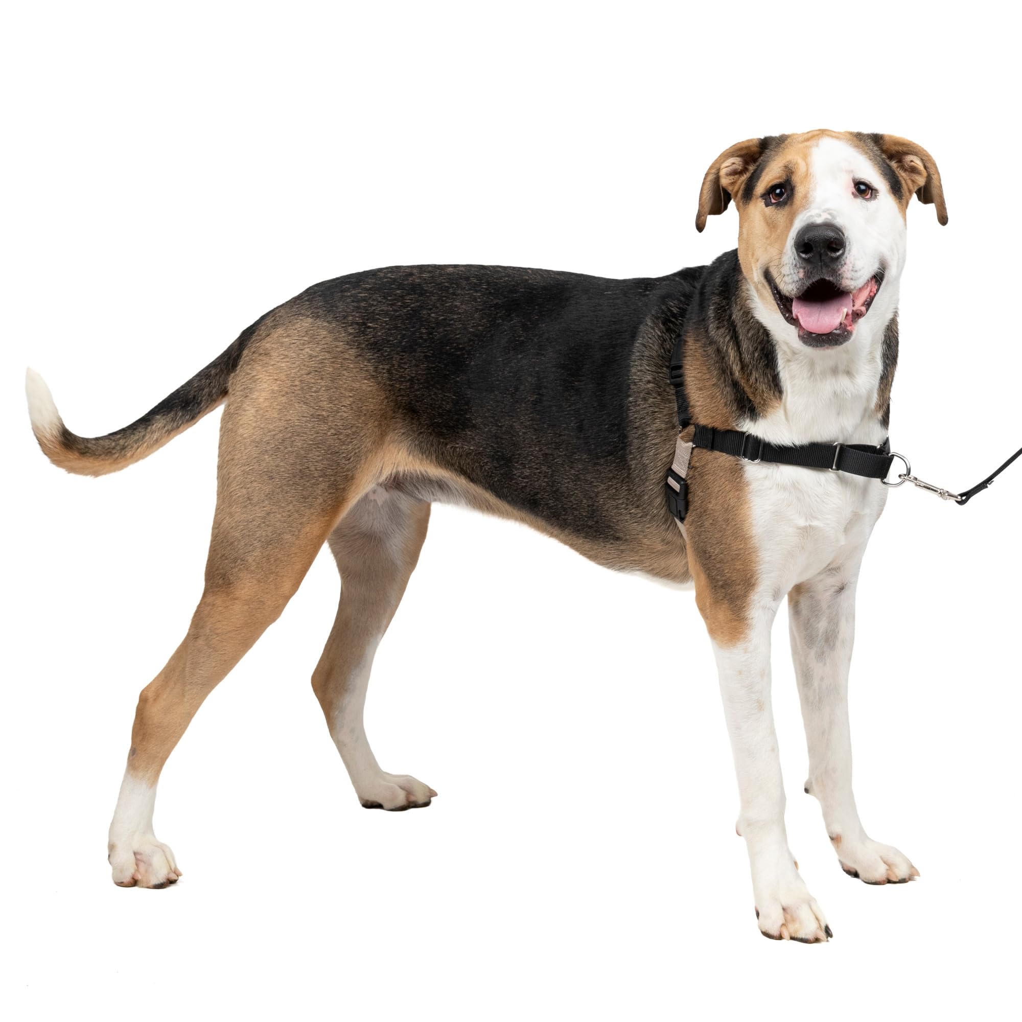 PetSafe Easy Walk uso diario sencillo para tu perro durante caminatas