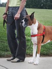 PetSafe Deluxe Easy Walk bucle Martingale guía suave para paseos sin tirones