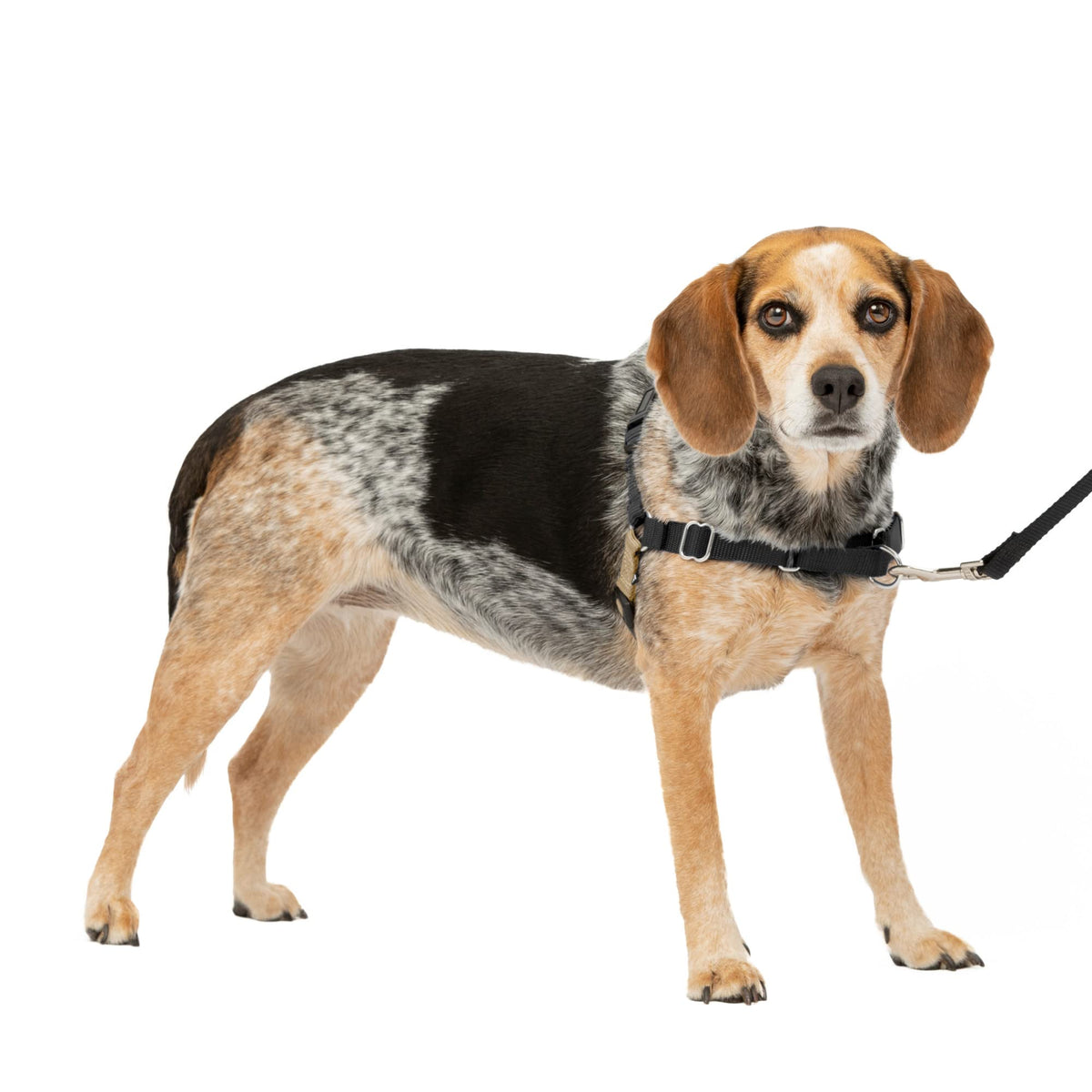 PetSafe Easy Walk arnés frente para control durante paseos sin tirar