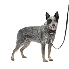 PetSafe Easy Walk arnés frontal martingale para desvío suave durante paseos.