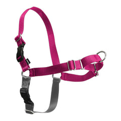 PetSafe Easy Walk puesto en perro con enfoque frontal para paseos sin tirones