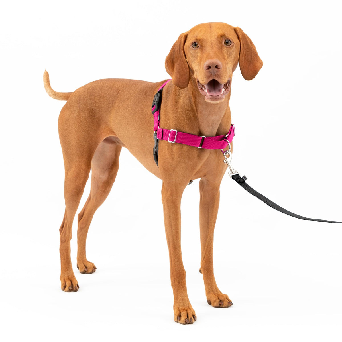 PetSafe Easy Walk arnés frontal para perro que reduce tirones durante el paseo.