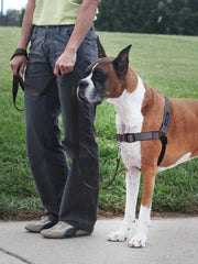 PetSafe Easy Walk Deluxe con correas de neopreno para mayor comodidad