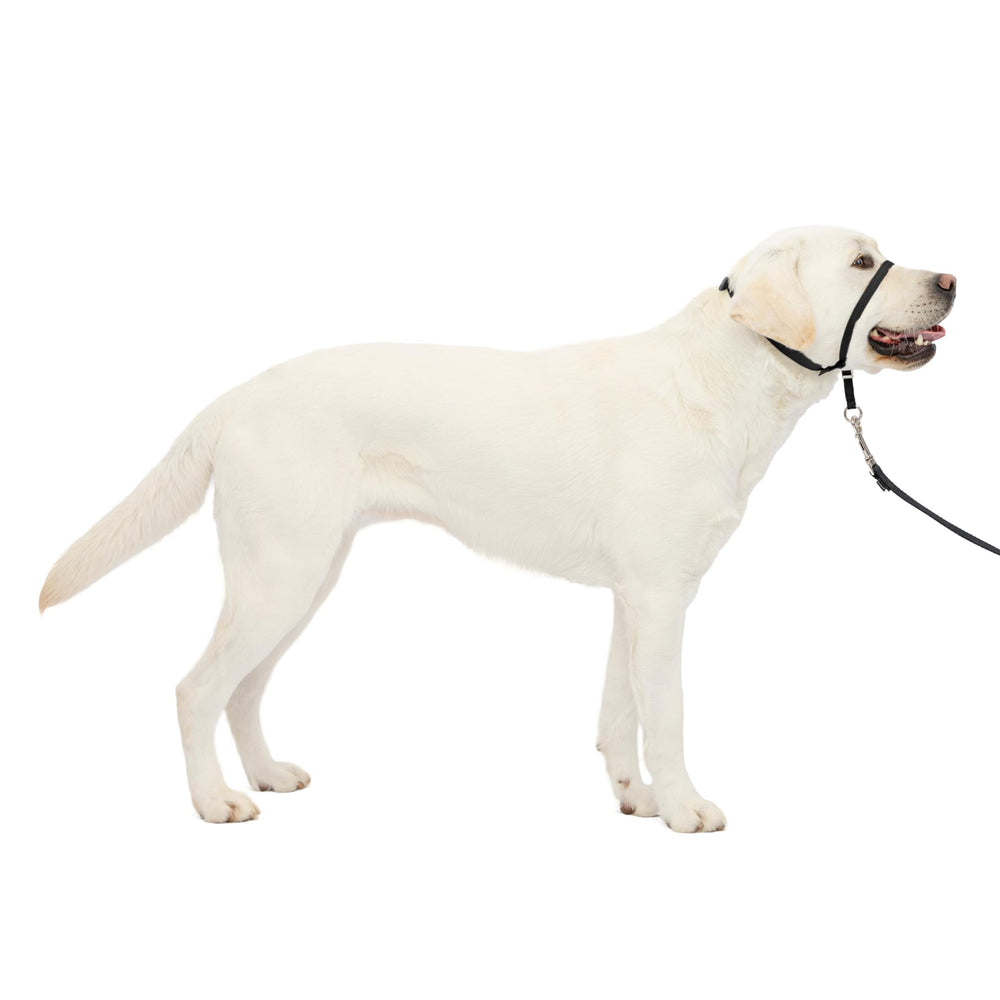 PetSafe collar frontal sin tirones, detalle nariz acolchado para paseos más tranquilos.