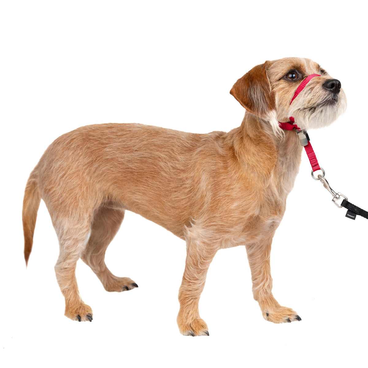 PetSafe Gentle Leader collar nariz acolchado para paseos más tranquilos y controlados.