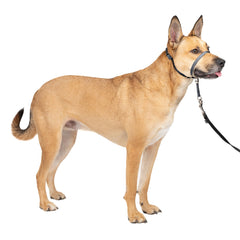 PetSafe Líder Suave: collar sin tirones con nariz acolchada para paseos más tranquilos.