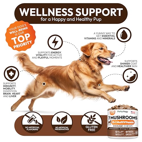 Petsology Hongos Cola de Pavo, perro activo, ofrece energía y claridad mental.
