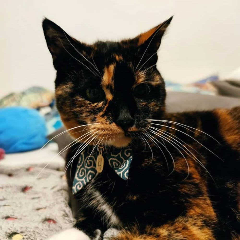 PetSoKoo tamaño ajustable: se adapta a gatitos y gatos adultos.